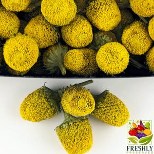 Freeze Dried Buzz Button Flowers