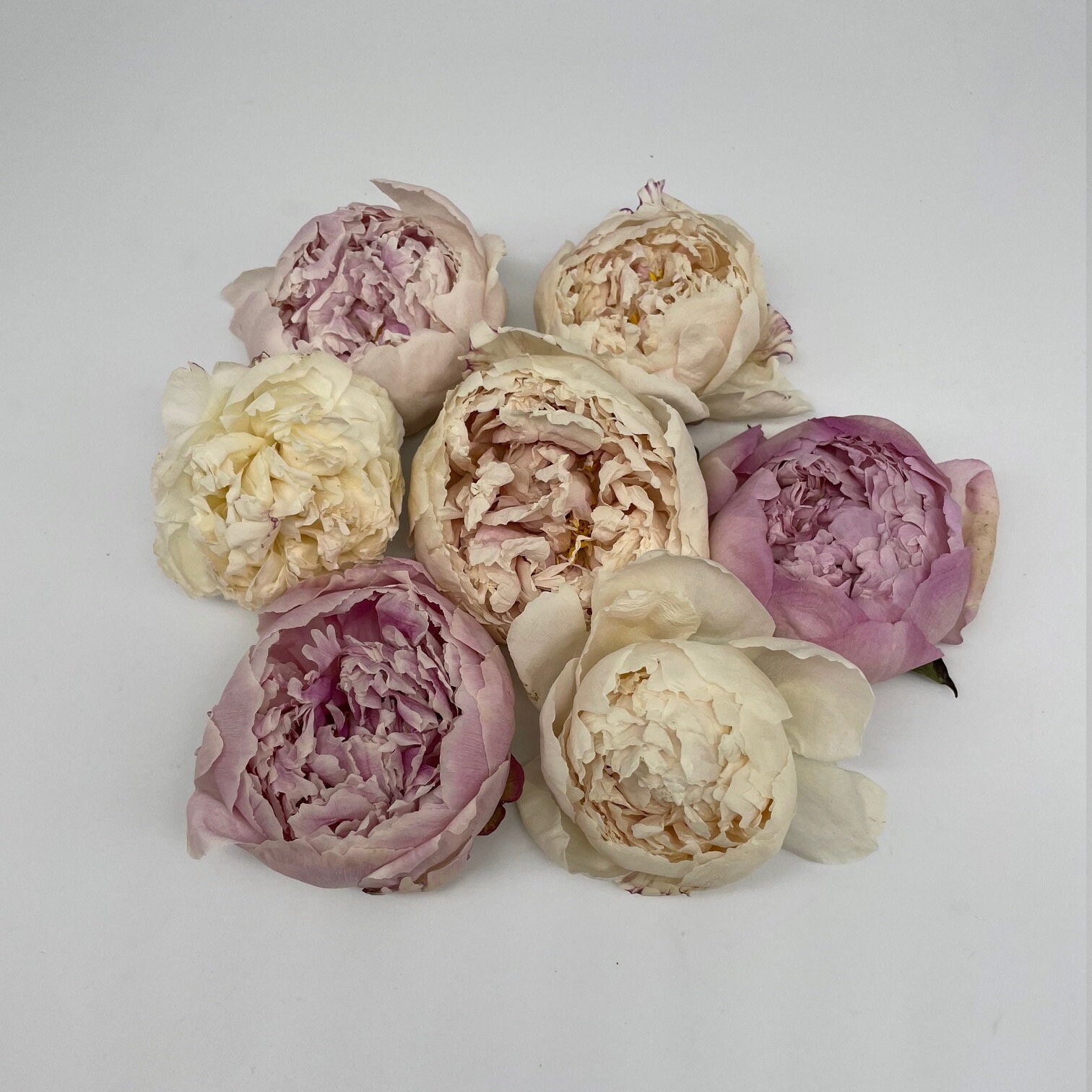Freeze Dried Peonies Food Safe Etsy