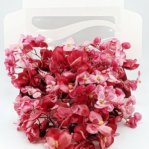 Freeze-dried Dried Edible Begonias, Natural Cake Decorating Flowers, Smoothie Infusion, Editable Floral Garnish for Baking, Salad Toppers