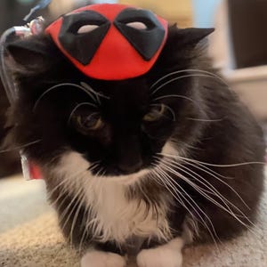 May include: A black and white cat wearing a red Deadpool mask. The cat is sitting on a light brown carpet.