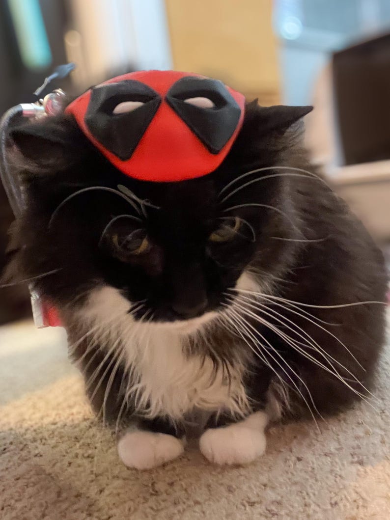 May include: A black and white cat wearing a red Deadpool mask. The cat is sitting on a light brown carpet.