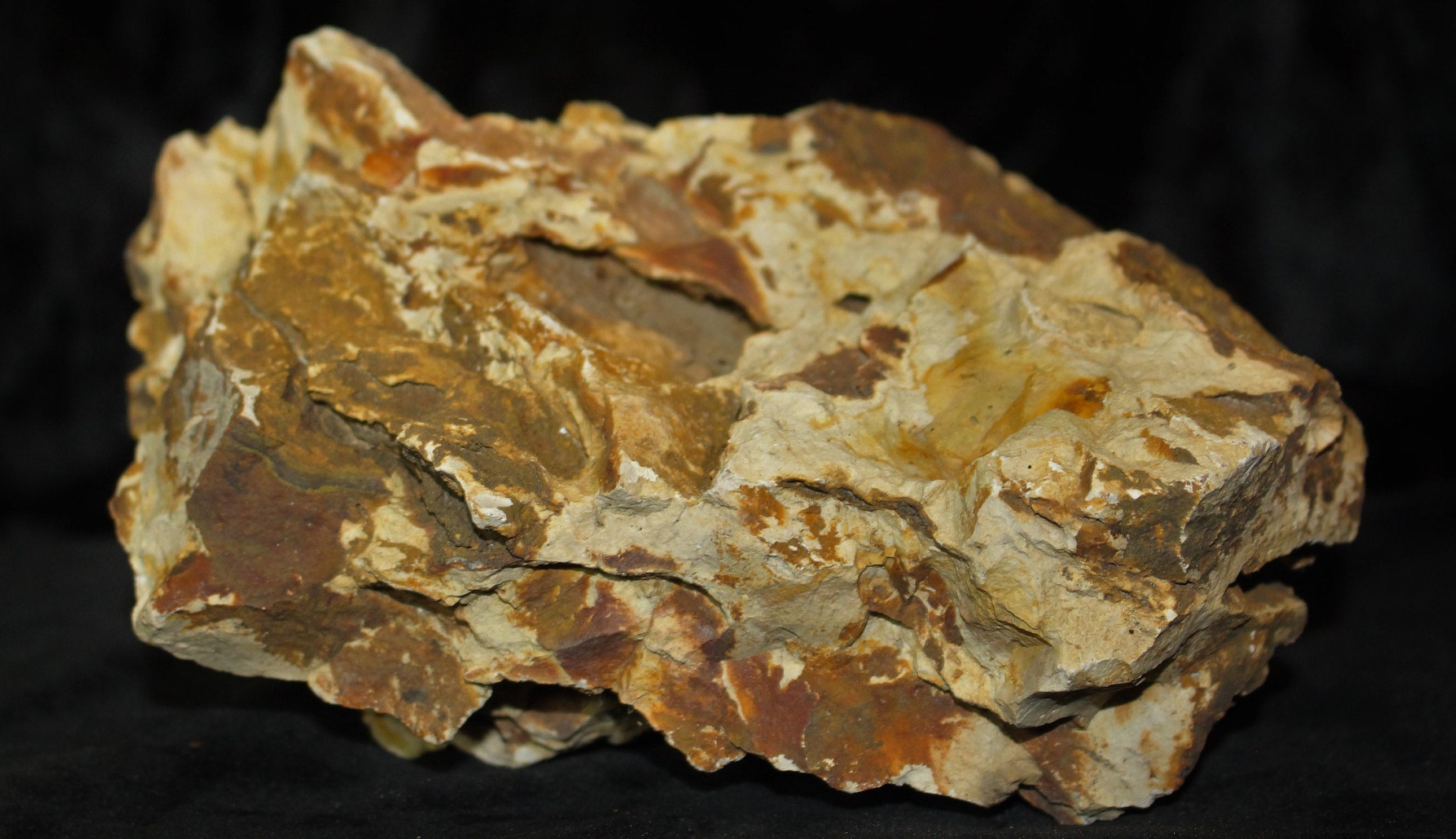 ETHuge PETRIFIED WOOD Idaho/Oregon Succor Creek 2.75 lbs. Etsy