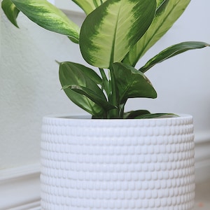 May include: A green and white variegated houseplant in a white ceramic pot with a textured surface.
