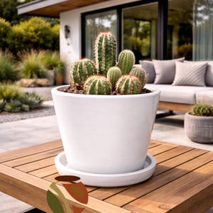 May include: A white ceramic planter filled with various cacti sits on a wooden table. The cacti have green bodies and red spines. The planter is on a matching white saucer. The image includes the text "ARTISANS DIRECT CERAMIC POTTERY & HOME DECOR."
