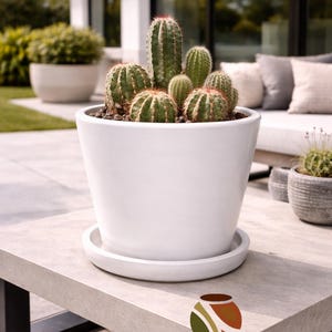 May include: A white ceramic planter with a saucer holds several green cacti. The planter sits on a light gray concrete table. The image includes the logo for Artisans Direct, ceramic pottery & home decor.