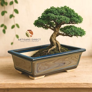 May include: A bonsai tree with green foliage and a textured brown trunk sits in a rectangular ceramic pot. The pot has a blue rim and a marbled brown and blue exterior. The pot is on a wooden surface. The logo for Artisans Direct is visible.