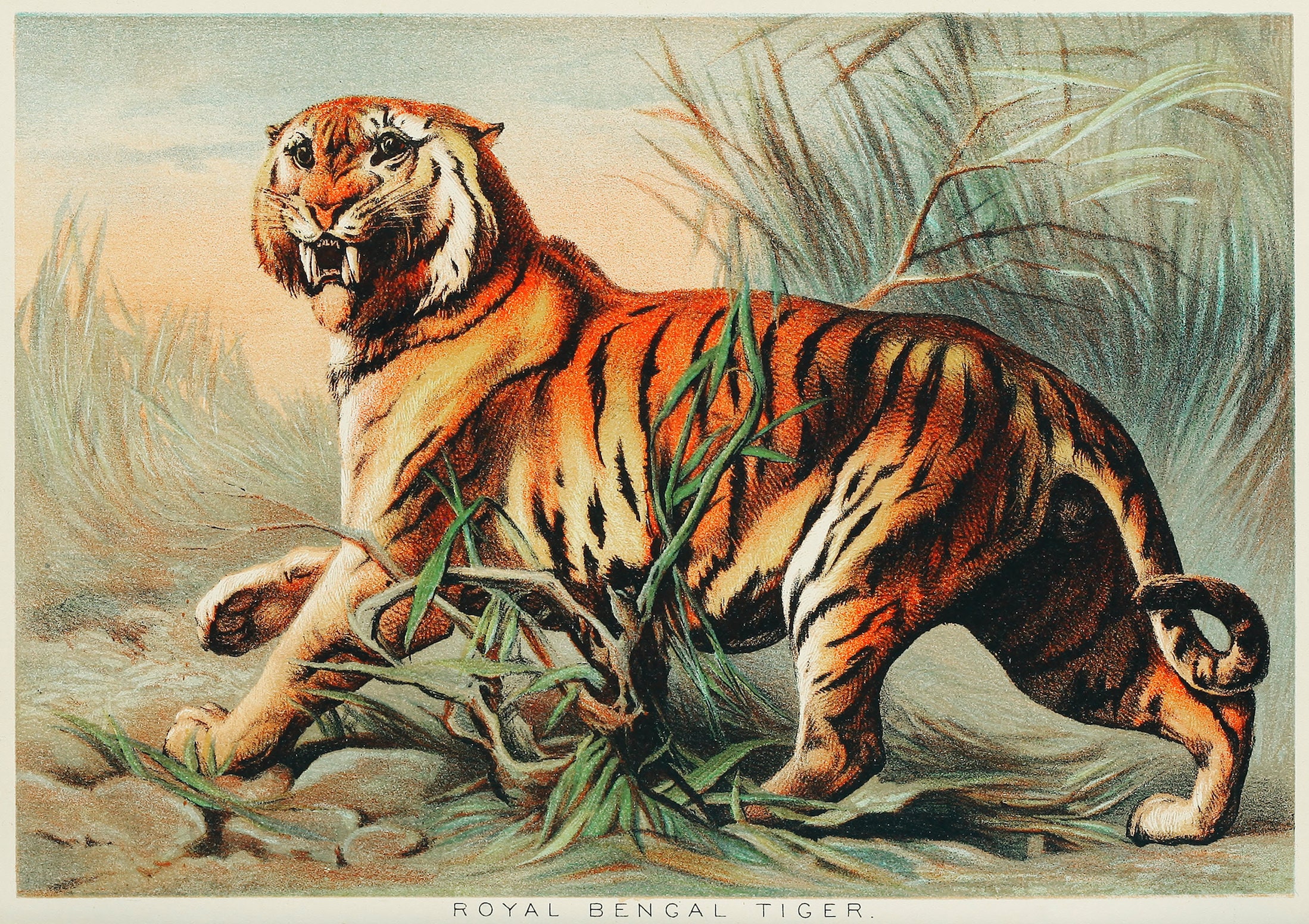 Bengal Tiger Exotic Animal Art Print 1700s Natural History - Etsy Bengal Tiger Exotic Animal Art Print 1700s Natural History - Etsy