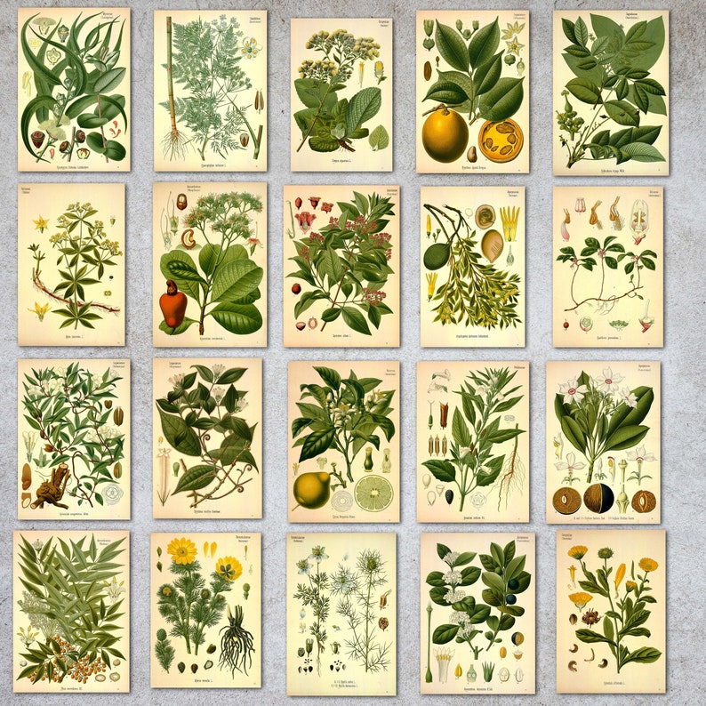 Köhler's Medicinal Plant Illustrations Complete Vol. 3 | Etsy