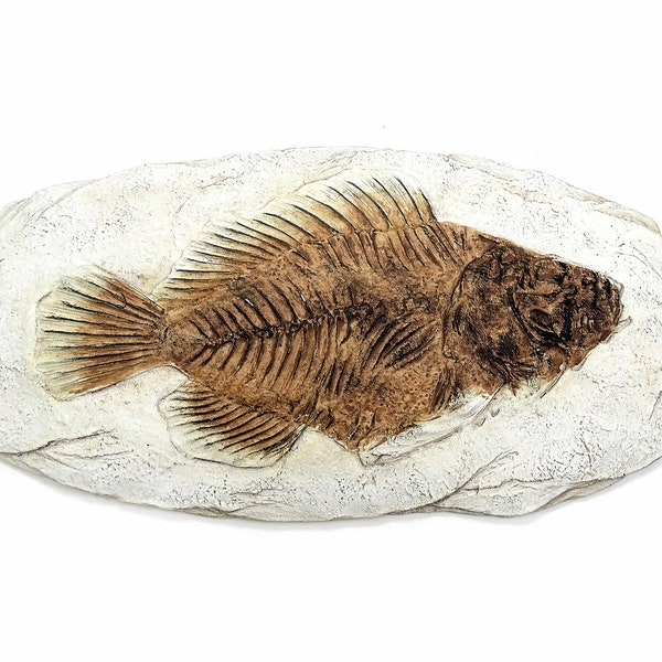 Versteinerter Urzeit Fisch - Fisch Fossil Replik - Wandbild