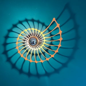 LED, Nautilus, Wandleuchte mit Schattenwurf aus Holz, warmweiß zdjęcie 6