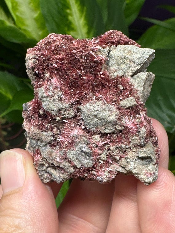 Erythrite~Morocco~Ledford’s Minerals