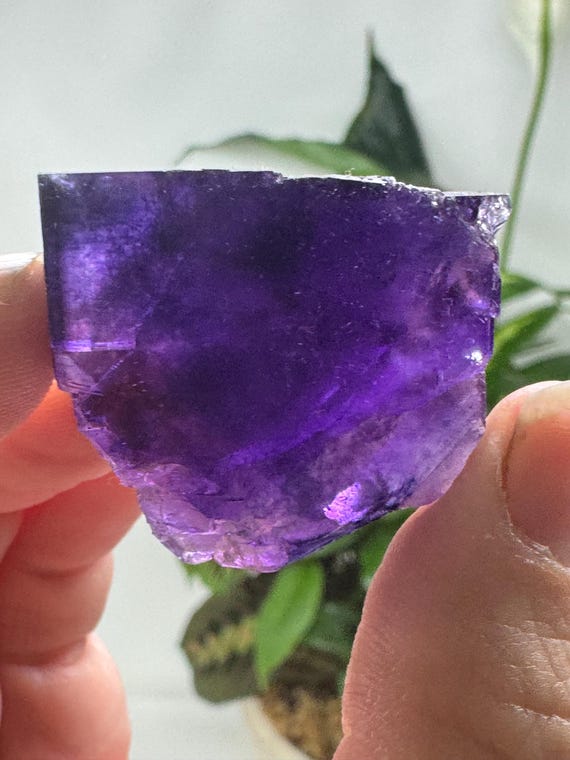 Purple Hasties Quarry Illinois Fluorite with UV Reactive Petroleum Inclusions~Ledford’s Minerals