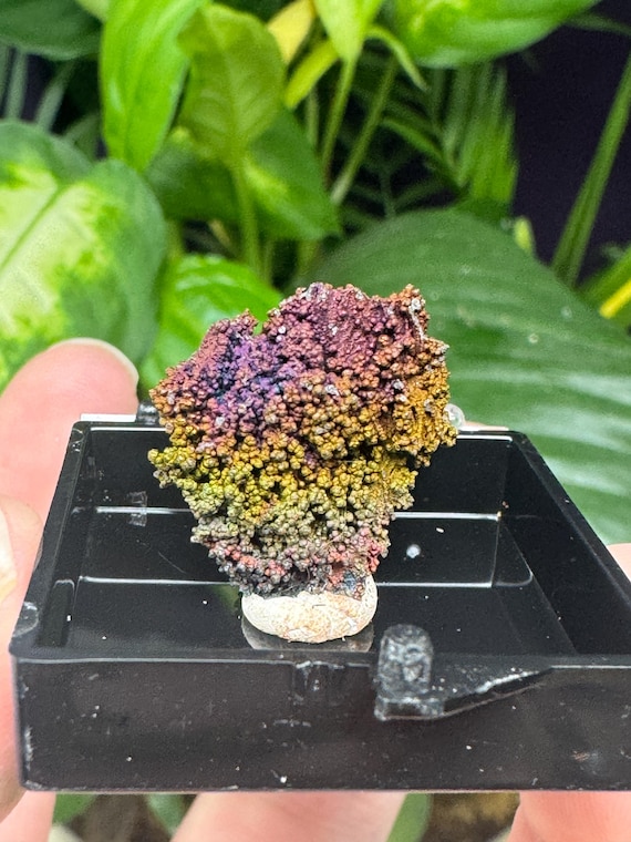 Turgite with Rainbow Iridescent Hematite Thumbnail~Lincoln County, GA~Graves Mountain~Collected by Terry Ledford~CrystallineDreamMin