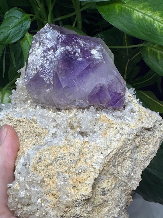 Jackson's Crossroads Amethyst Cluster with Druzzy Crystals (14 x 10.5cm)~Ledford’s Minerals