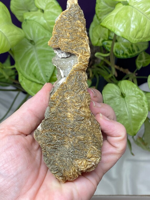 Poland Coral Barite with Pyrite