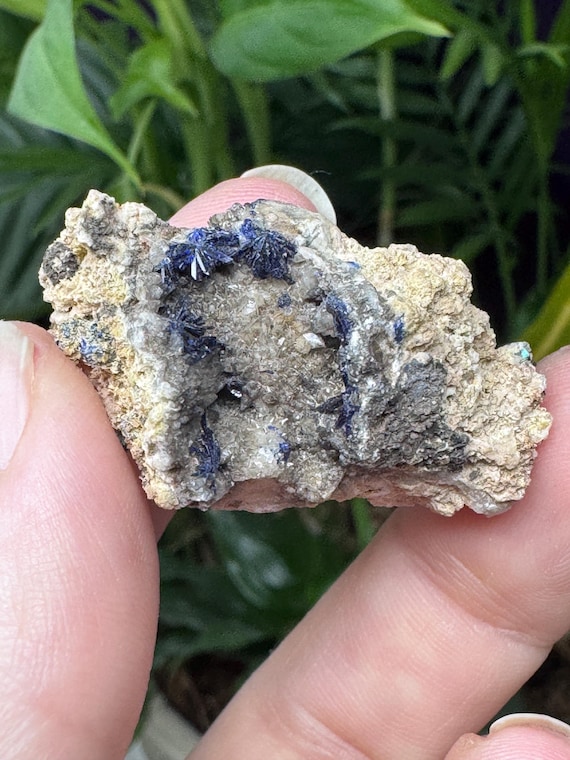 Azurite~Socalo Mine~Zacatas, Mexico~Nature Made Goods~Ledford’s Minerals