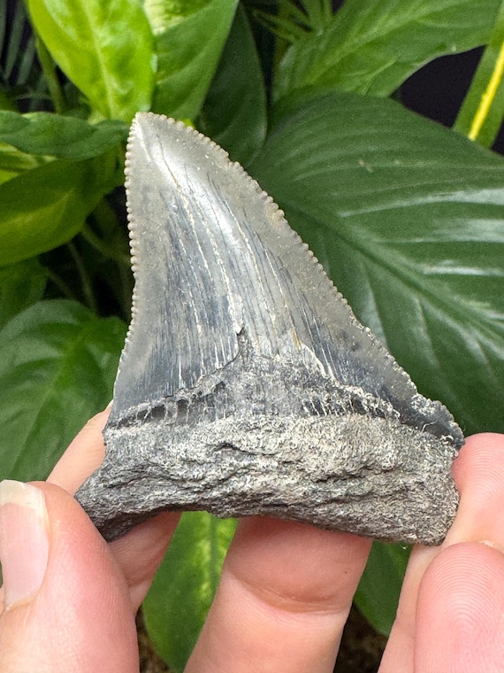 Megaladon Tooth~Shark Tooth~Fossil~Nature Made Goods~Ledfords Minerals
