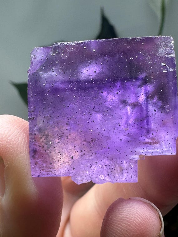 Purple Hasties Quarry Illinois Fluorite with UV Reactive Petroleum Inclusions~Ledford’s Minerals