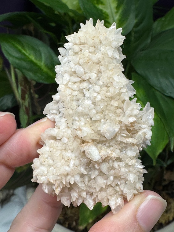 Dogtooth Calcite Cluster~Ledford’s Minerals