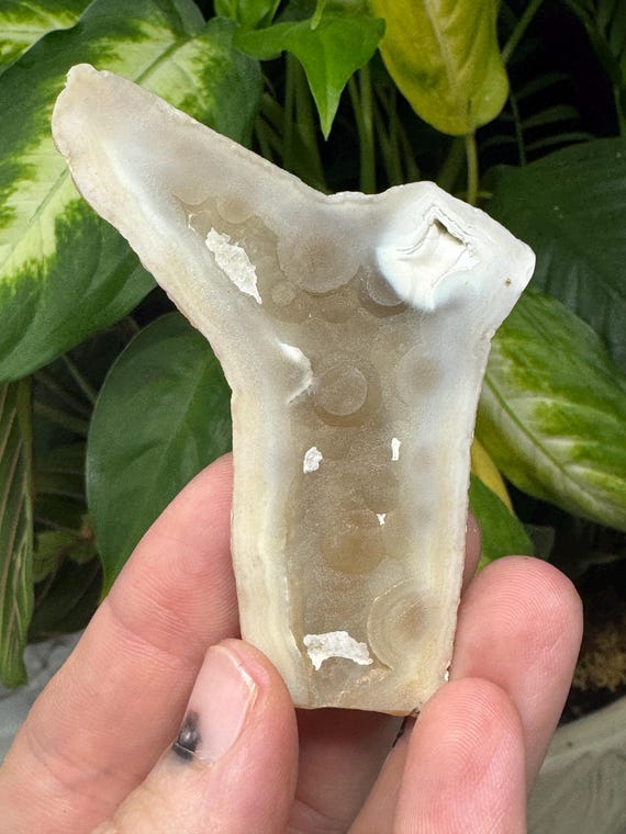 Agatized Coral~Tampa Bay, Florida~Ledfords Minerals