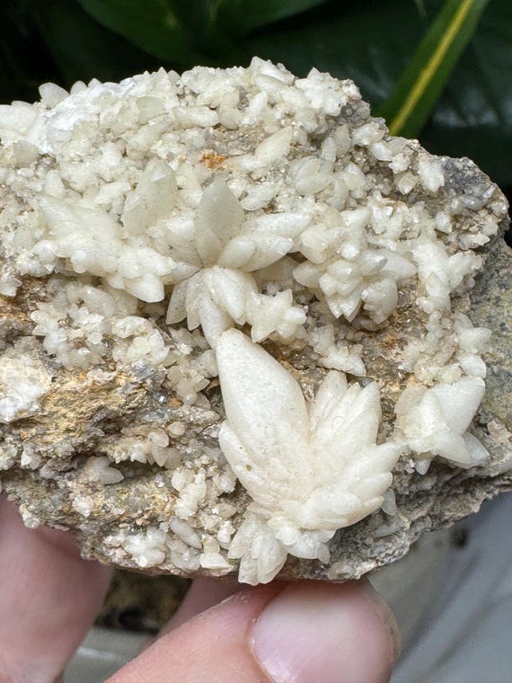 Dog Tooth Calcite~Tsumeb, SW Africa~Ledford’s Minerals