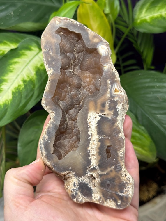 Agatized Coral~Tampa Bay, Florida~Ledfords Minerals