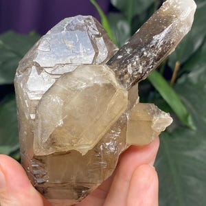 Hallelujah Junction Smoky Quartz Scepter Cluster