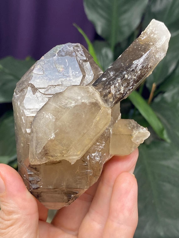 Hallelujah Junction Smoky Quartz Scepter Cluster
