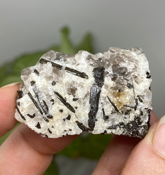 North Carolina Black Bear Prospect Tourmaline in Quartz