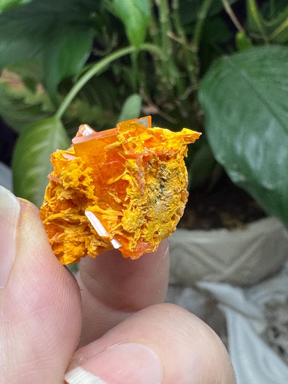 Vibrant Orange Wulfenite Cluster~Rowley Mine ~Painted Rock Mining District, AZ~Ledford’s Minerals