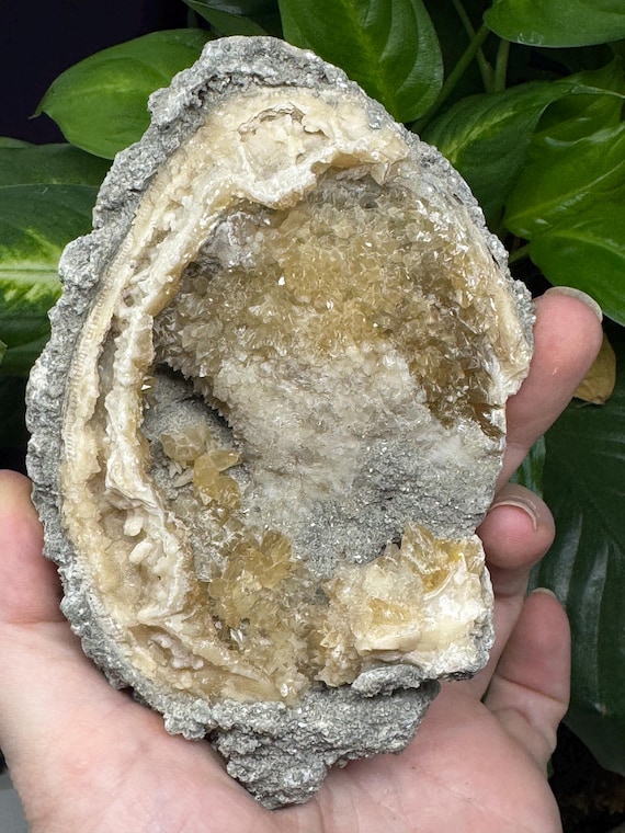 Calcite Fossilized Clam~Okeechobee County, Florida, Rucks Pit, aka the Fort Drum Crystal Mine~Crystalline Dream Minerals~Ledfords Minerals