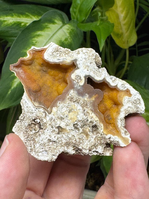 Agatized Coral~Tampa Bay, Florida~Ledfords Minerals