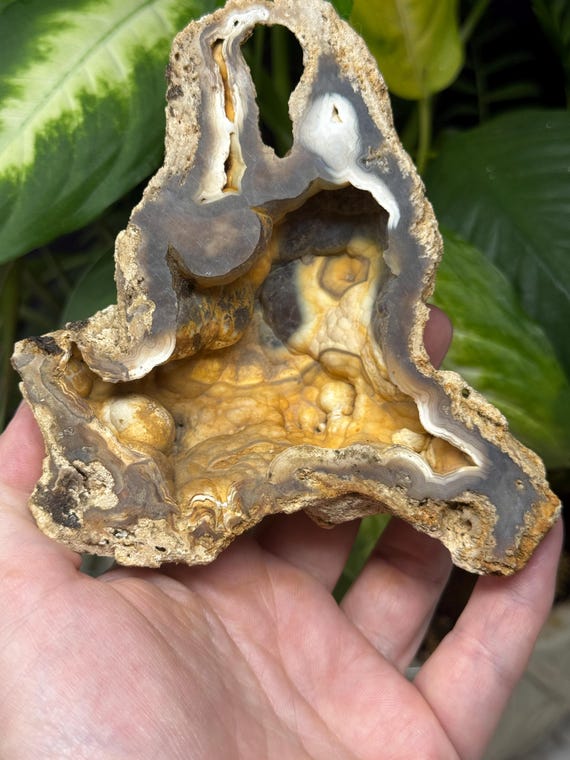 Agatized Coral~Tampa Bay, Florida~Ledfords Minerals