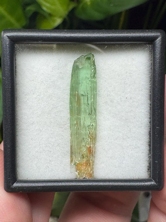 Large Rare North Carolina Hiddenite Crystal Ex Terry Ledford Collection~Crystalline Dream Minerals~Ledfords Minerals