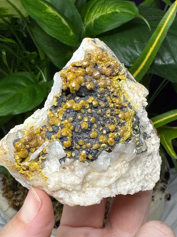 Beautiful Mimetite~Dry Gill Mine, England~Old Find~Ledford’s Minerals