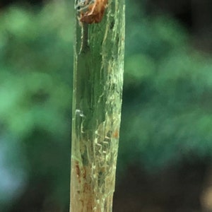 Rare Chromium Green North Carolina Hiddenite with Mud Inclusions image 1