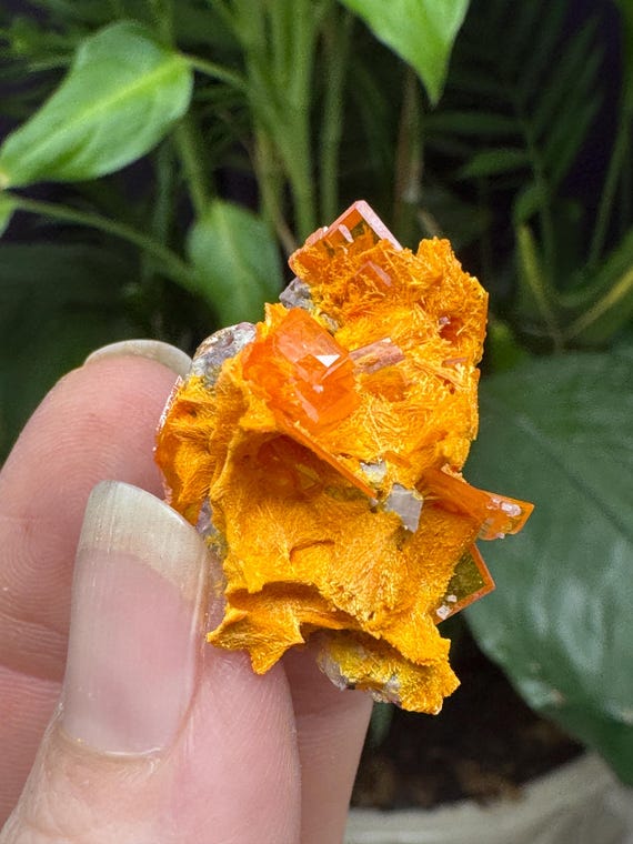 Vibrant Orange Wulfenite Cluster~Rowley Mine ~Painted Rock Mining District, AZ~Ledford’s Minerals