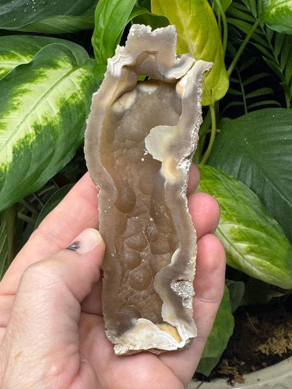 Agatized Coral~Tampa Bay, Florida~Ledfords Minerals