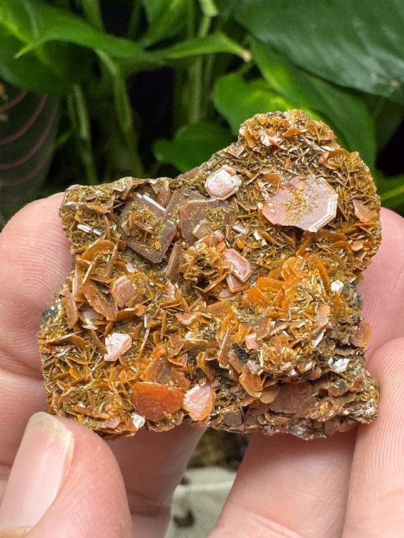 Vibrant Orange Wulfenite Cluster~Red Cloud Mine~Yuma, Arizona~Ledford’s Minerals