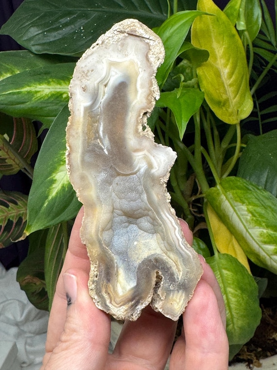 Agatized Coral~Tampa Bay, Florida~Ledfords Minerals