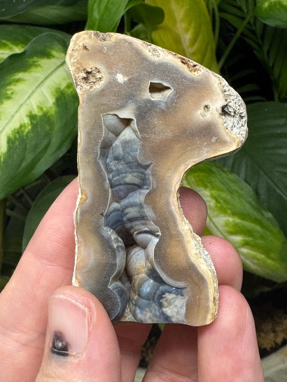 Agatized Coral~Tampa Bay, Florida~Ledfords Minerals