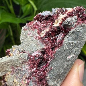 May include: Close-up of a mineral specimen featuring a matrix of gray rock with vibrant, deep red crystal formations. The crystals are clustered and needle-like, creating a striking visual contrast against the gray stone.