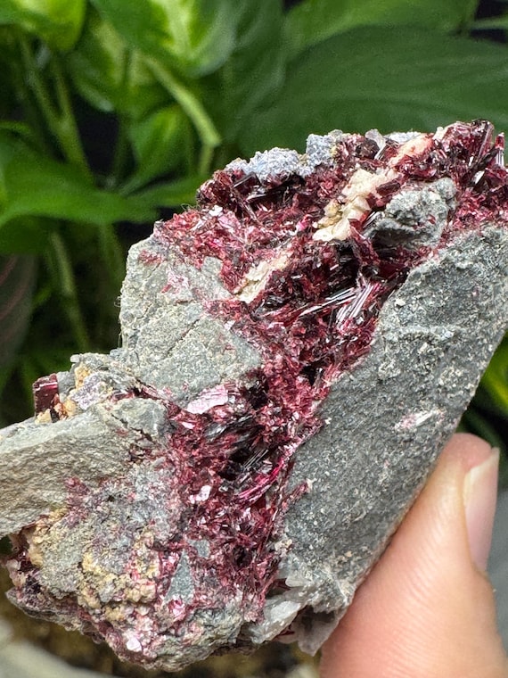 Erythrite~Morocco~Ledford’s Minerals