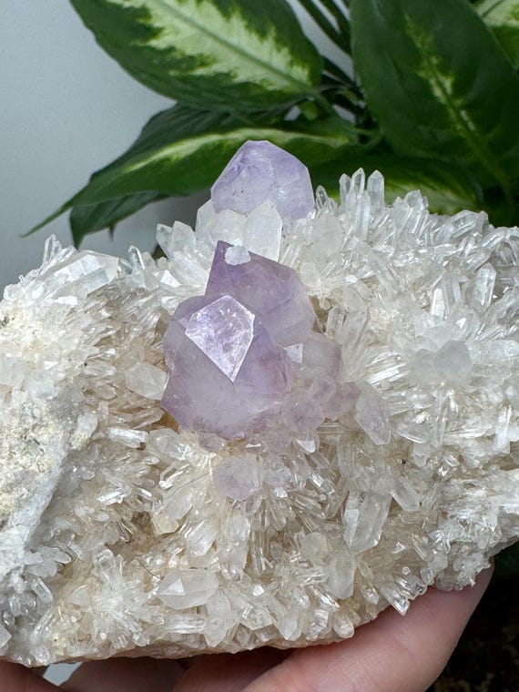 Jackson’s Crossroads Amethyst on Druzy matrix-Straight from the Source~Ledford’s Minerals
