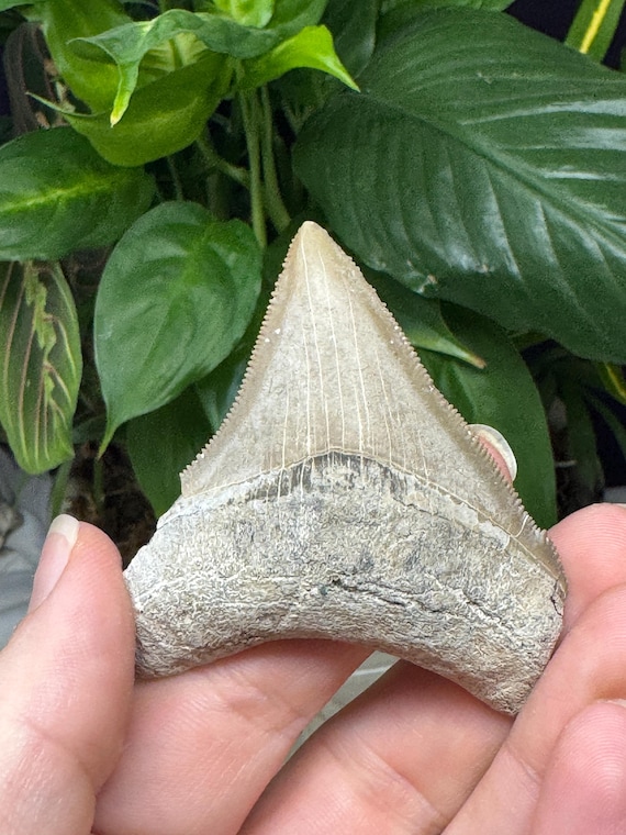 Megaladon Tooth~Shark Tooth~Fossil~Nature Made Goods~Ledfords Minerals