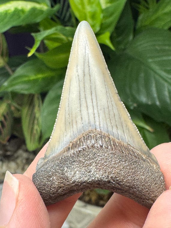 Megaladon Tooth~Shark Tooth~Fossil~Nature Made Goods~Ledfords Minerals