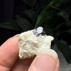 Puede incluir: Un pequeño mineral negro con forma de cristal incrustado en una matriz rocosa blanca. El mineral está rodeado de cristales blancos más pequeños.