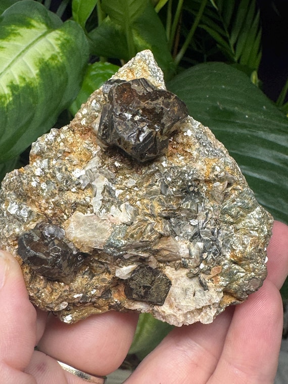 Penetration Twin Almadine Garnet in Mica~Mitchell County NC~Old Collection~CrystallineDreamMinerals~Ledfords Minerals