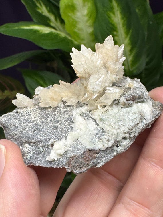 Dogtooth Calcite Cluster~Ledford’s Minerals