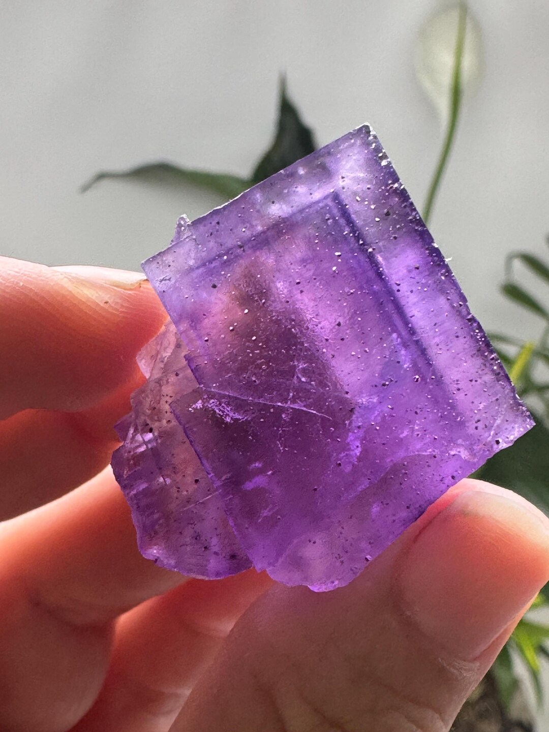 Hasties Quarry Illinois Fluorite With UV Reactive Petroleum